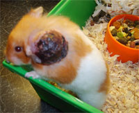abscess in  hamster