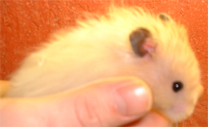 Taming baby hamsters