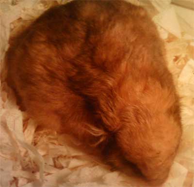 a hamster with distended abdomen