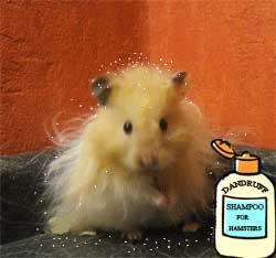 allergic reactions to hamsters
