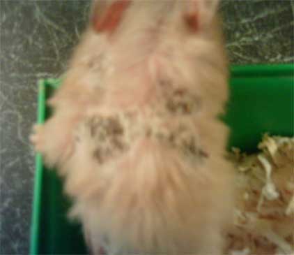 a hamster with dermatitis