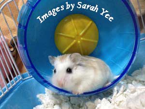 dwarf hamster on a wheel
