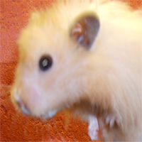 hamster with a cataract