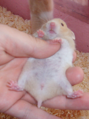 female Syrian hamster