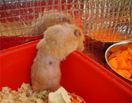hamster with age related fur loss