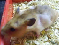 fur loss in a young hamster