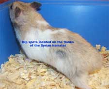 a hamsters scent glands