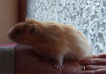 a long haired male hamster