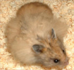 a long haired female hamster