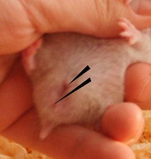 a male syrian hamster