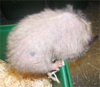 hair loss in a hamster