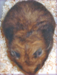 pregnant hamster during gestation period
