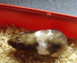 a hamster after pyometra removal