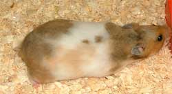 female hamster with trim tail line